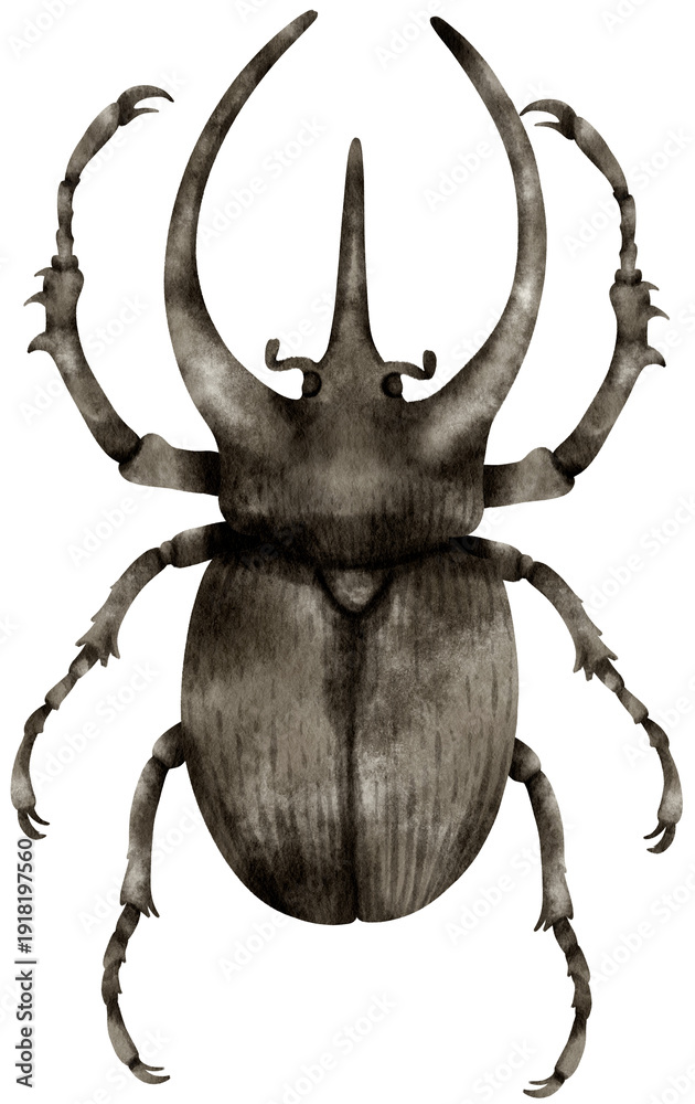 Fototapeta premium Beetle Bug watercolor painted
