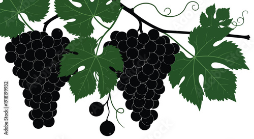 Illustration of two bunches of dark grapes with green leaves and vines