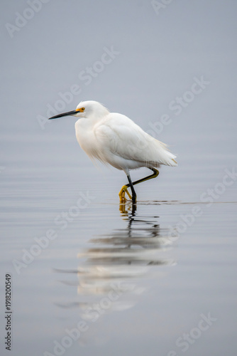 Snowy Egret