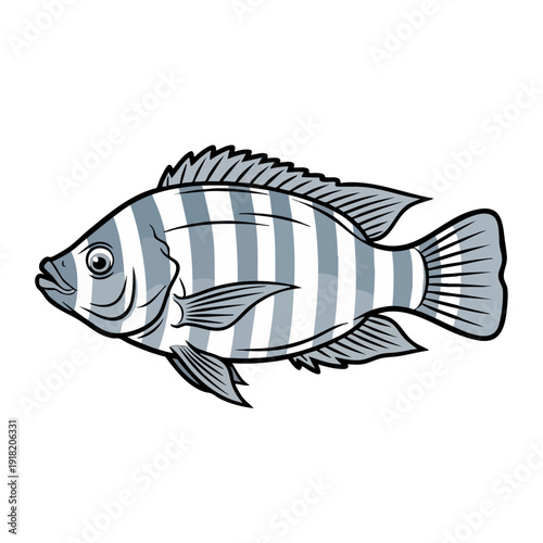 Striped Tilapia Fish Illustration.
