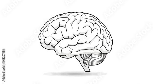 Illustrated brain anatomy isolated on white background for medical concepts