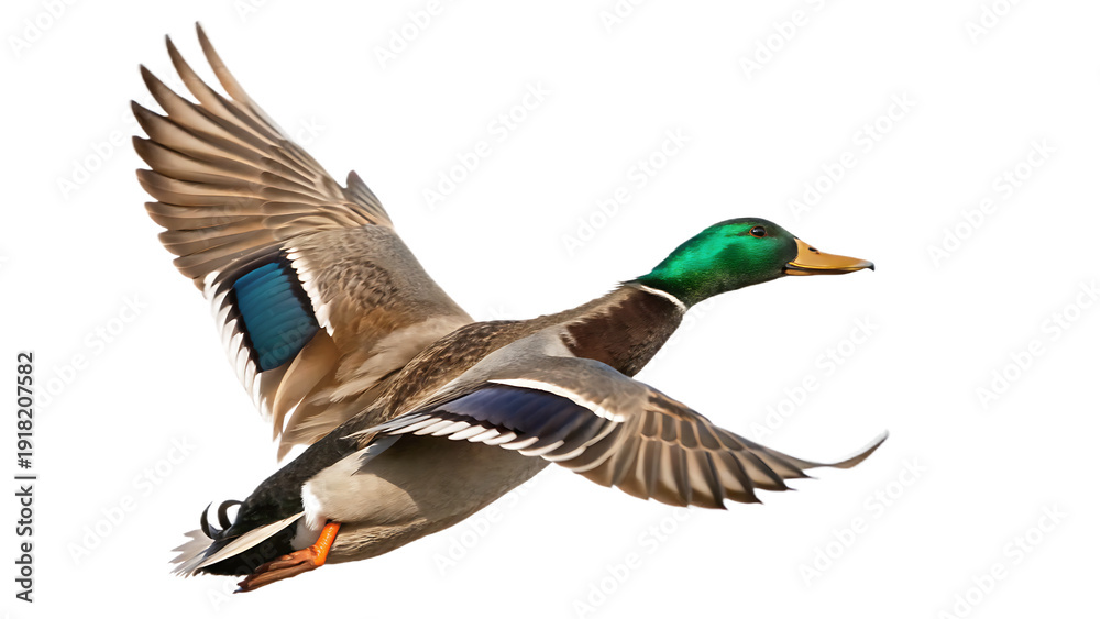 Obraz premium mallard duck isolated on white