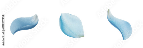 Foto Three Soft Light Blue Flower Petals with Wavy Texture Isolated on White