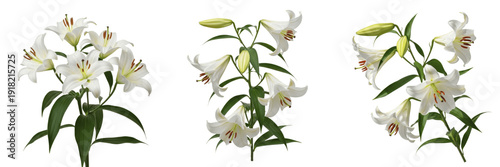 Photos White Lily Flower Arrangement Set Isolated on White Background