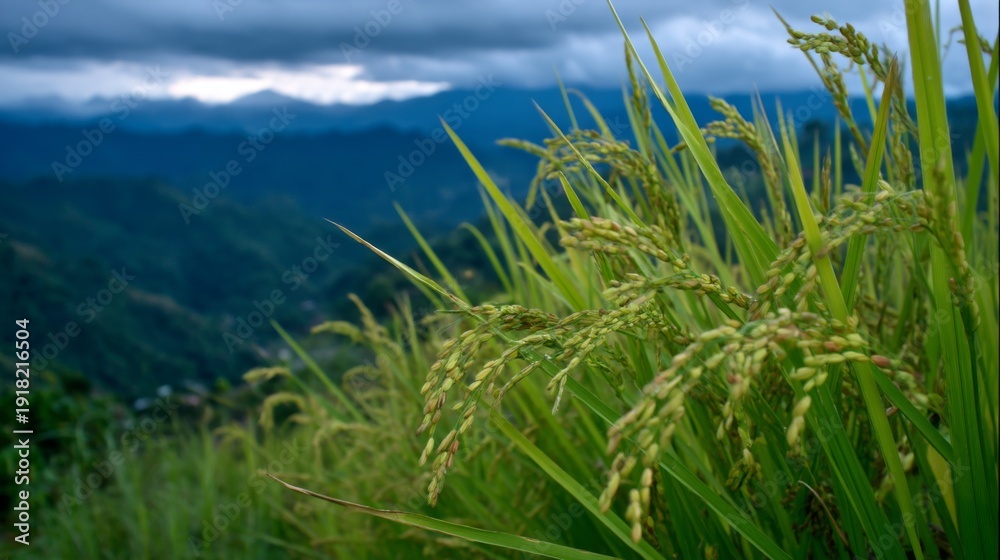 Fototapeta premium Lush Green Rice Fields Surrounded by Mountains Under a Dramatic Cloudy Sky Capturing the Beauty of Nature and Agricultural Abundance
