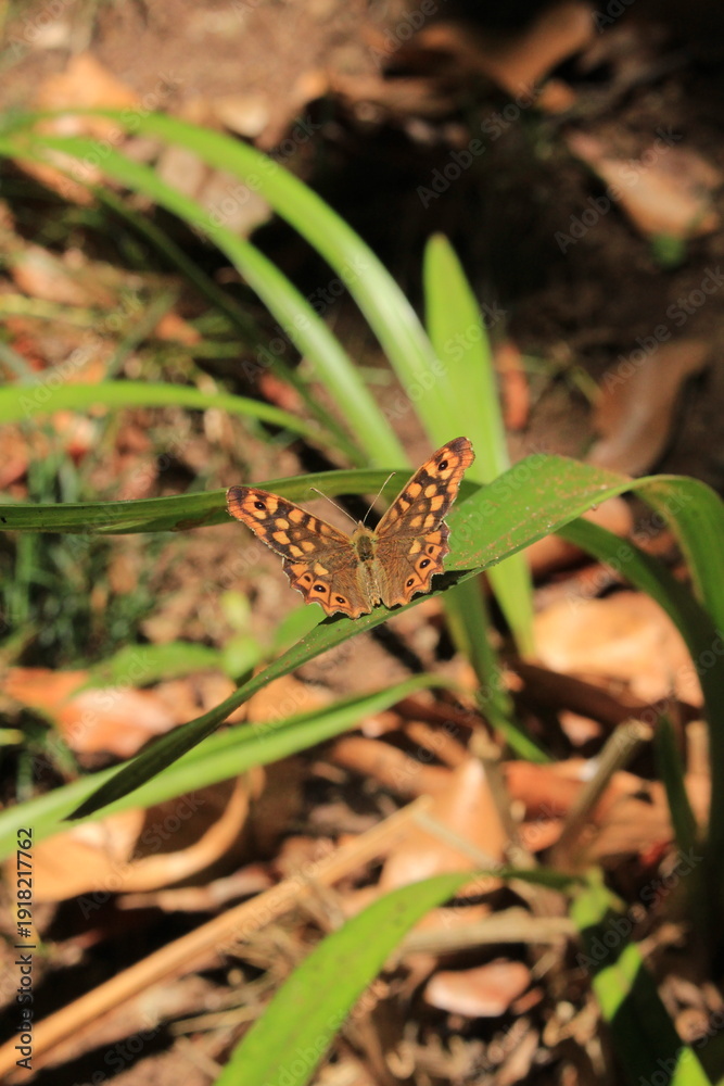 Fototapeta premium Spotted butterfly on forest floor in Monte Palace garden Madeira