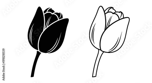 Two different styles of tulip flower line art drawing black and white Vector