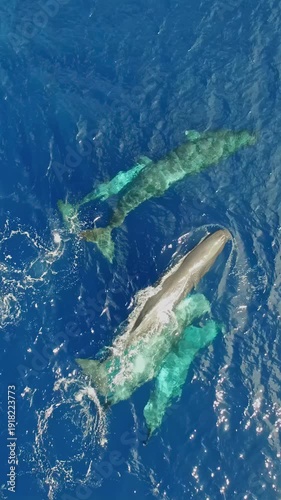 Experience the breathtaking sight of a family of sperm whales gliding through the clear blue waters of the Azores, nurturing their playful cub. Nature's wonders unfold in this serene aquatic paradise.