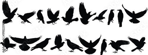 Crow and raven silhouettes collection in various flying and perched poses isolated on white background, black bird set for Halloween and wildlife design