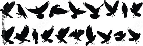 Set of flying crow and raven silhouettes in different poses isolated on white background, black bird collection for design, Halloween and wildlife concept