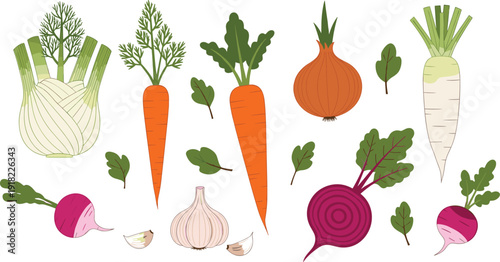 Fresh root vegetable collection with carrots beets garlic onion radish and fennel for organic garden and healthy food designs.