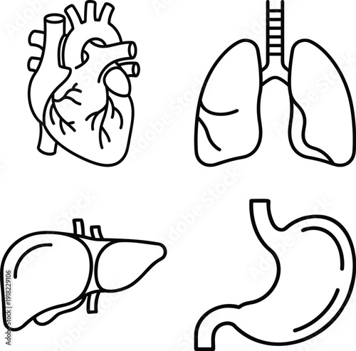Vital Human Organ Line Icon Set with Heart, Lungs, Liver and Stomach Anatomy