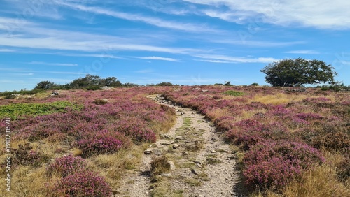 Foto Sentier à travers les beaux champs de bruyère du sommet du mont Caroux (parc nat