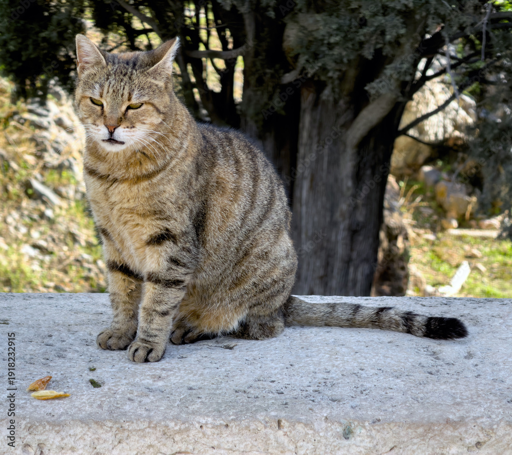 Obraz premium Tabby cat resting on the stone ledge in Athens, Greece.