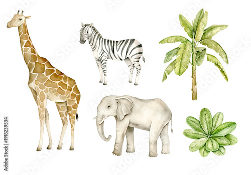 Photography Watercolor safari animal set with giraffe, zebra and elephant , tropical plants
