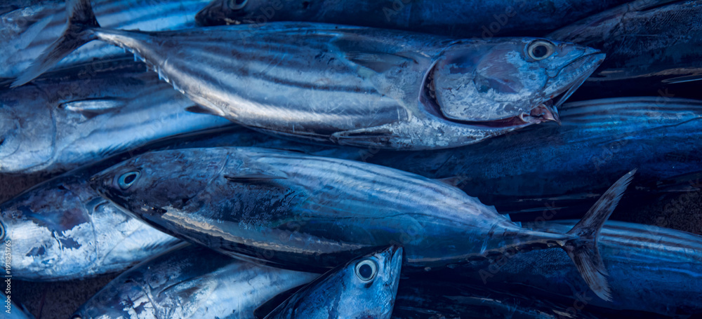 Obraz premium Fresh Tuna Fish at Seafood Market