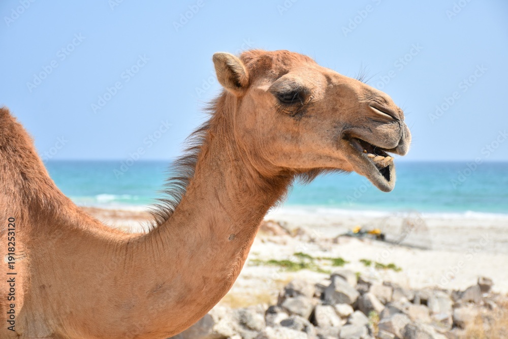 Fototapeta premium Portrait of camel . Dhofar, Oman. Dry season