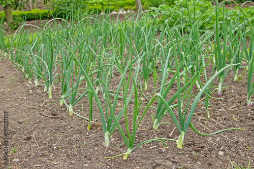 Obraz na plátně Rows and rows of onion plants on an allotment