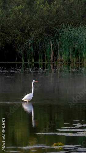 A single egret wanders on a calm lake for prey.
