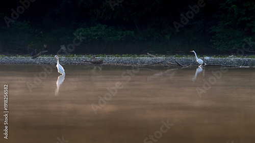 A flock of egrets wanders on a calm lake for prey.