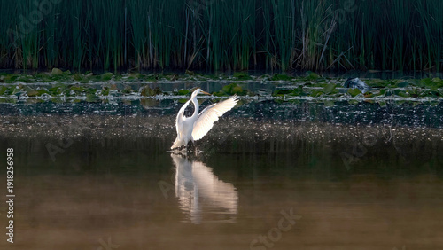 A single egret wanders on a calm lake for prey.