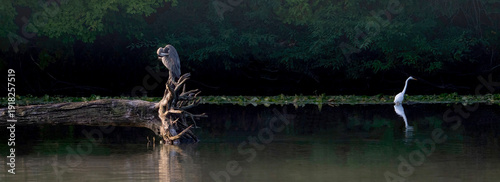 A grey heron resting on a driftwood.