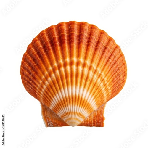 A vibrant and intricately patterned scallop shell on a white background