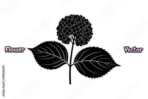 Hydrangea bloom with leaves. Large floral nature icon. Minimalist garden plant symbol. Black and white botanical graphic. Isolated blossom design element. Bushy flower petal art vector.