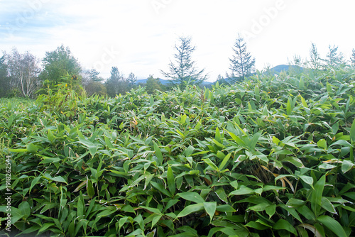 Sasa kurilensis. West Sakhalin Mountains, hill country. Glade of ilver fir-spruce taiga forest, Sea of Japan. Damp taiga meadows. Japanese herbal medicine