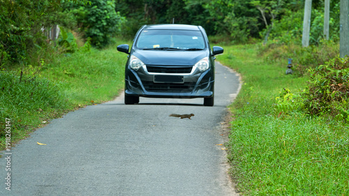 Obraz na plátně A Leisson squirrel runs across the road in front of the car