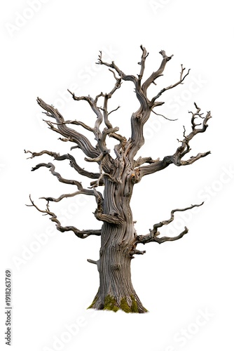 A large bare tree with twisted branches and a thick trunk standing alone on green moss isolated on transparent background