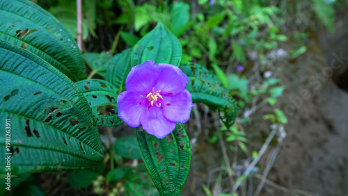 Billede på lærred Malabar melastome, Indian rhododendron (Melastoma malabathricum) from Indonesia, Borneo, grassland