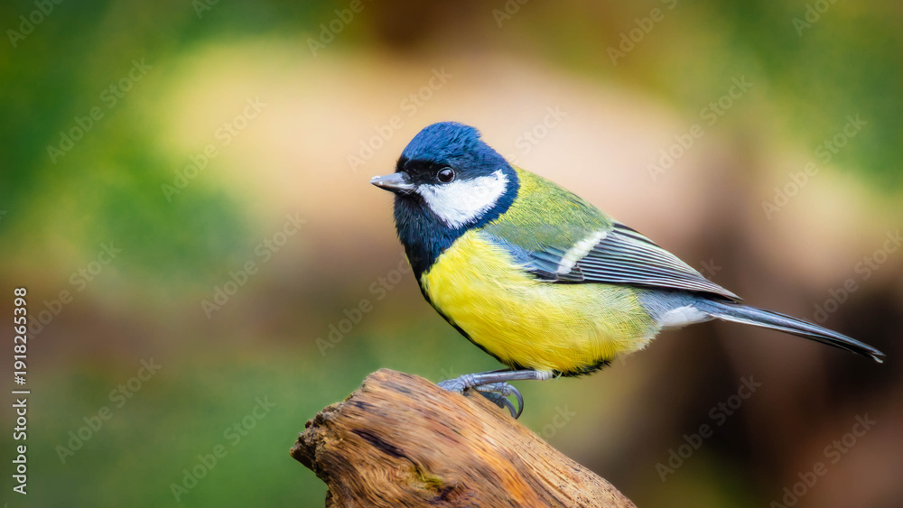 Naklejka premium Great Tit