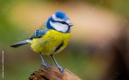 Bluetit