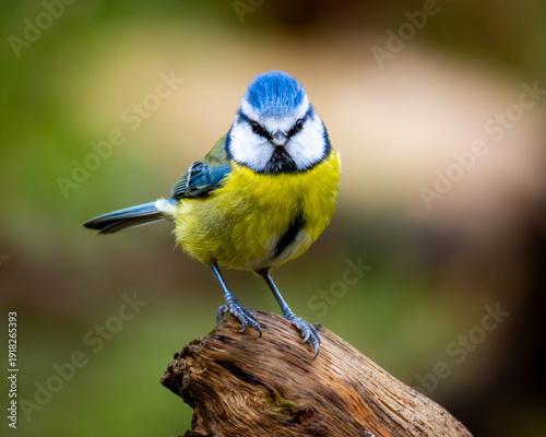 Bluetit