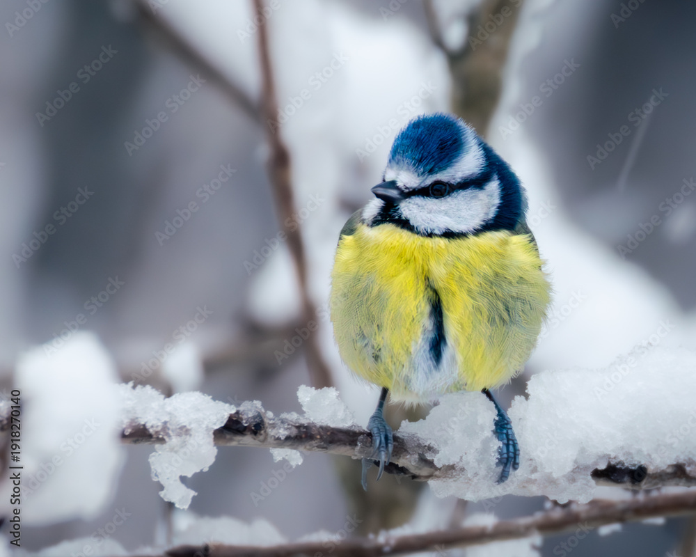 Obraz premium A charming portrait of a blue tit perched on a snowy branch, its colourful plumage fluffed up against the cold