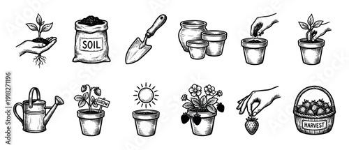 Set of hand-drawn gardening icons showing the process of growing strawberries from seed to harvest, including soil, pots, a trowel, and a watering can in a vintage engraving style