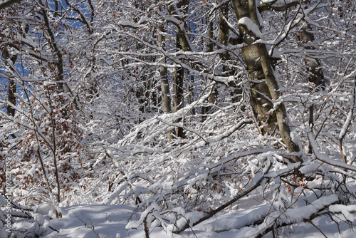 Winter forest in Poland under snow. Thick snow covers paths and branches, sparkles in the sunlight.