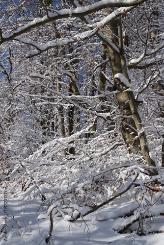 Winter forest in Poland under snow. Thick snow covers paths and branches, sparkles in the sunlight.