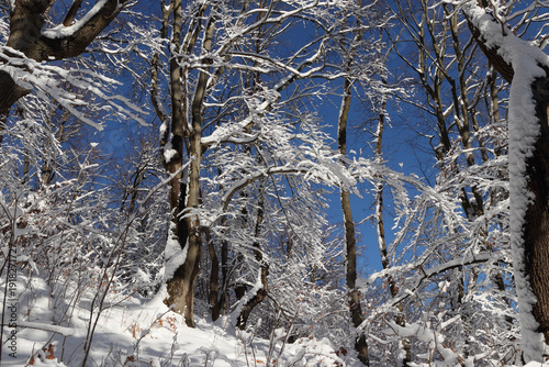 Winter forest in Poland under snow. Thick snow covers paths and branches, sparkles in the sunlight.