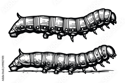 Caterpillars Crawling - Detailed Engraving Style