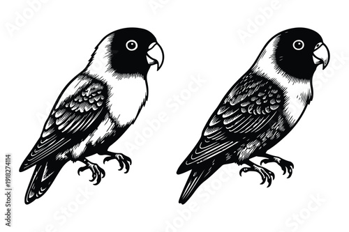 Lovebirds Perched - Detailed Engraving Style Illustration
