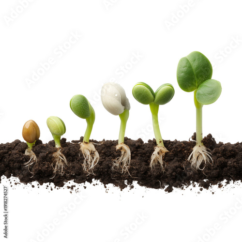 Wallpaper Mural A sequence of green seedlings growing in soil with roots and leaves developing naturally isolated on transparent background Torontodigital.ca