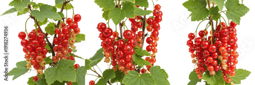Canvastavla Set of 3 Isolated Redcurrant Fruit Clusters with Ripe Bright Red Berries and Gre