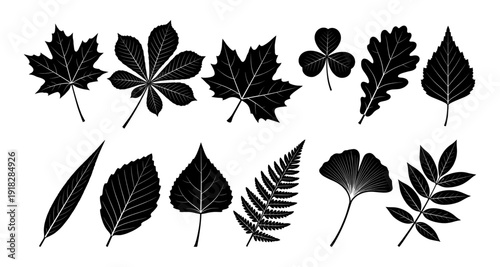 Tree leaf silhouette set with maple oak and fern
