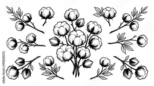 Cotton flower and branch set in engraving style