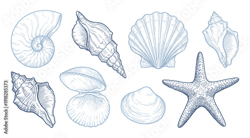 Sea shell and starfish hand drawn set with scallop