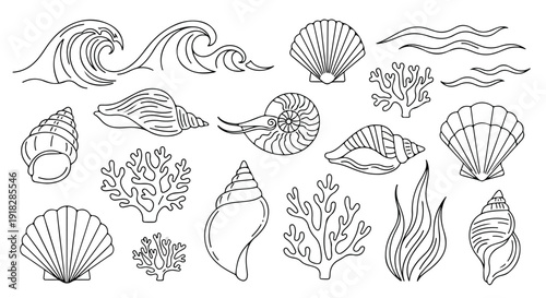 Collection of various hand-drawn line art illustrations depicting different types of seashells, ocean coral, and sea waves on a white background.