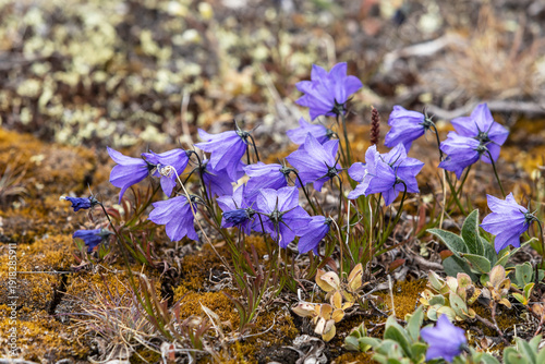 Vászonkép Arctic Harebell Wildflowers Blooming in Greenland Tundra - Purple Campanula Arct