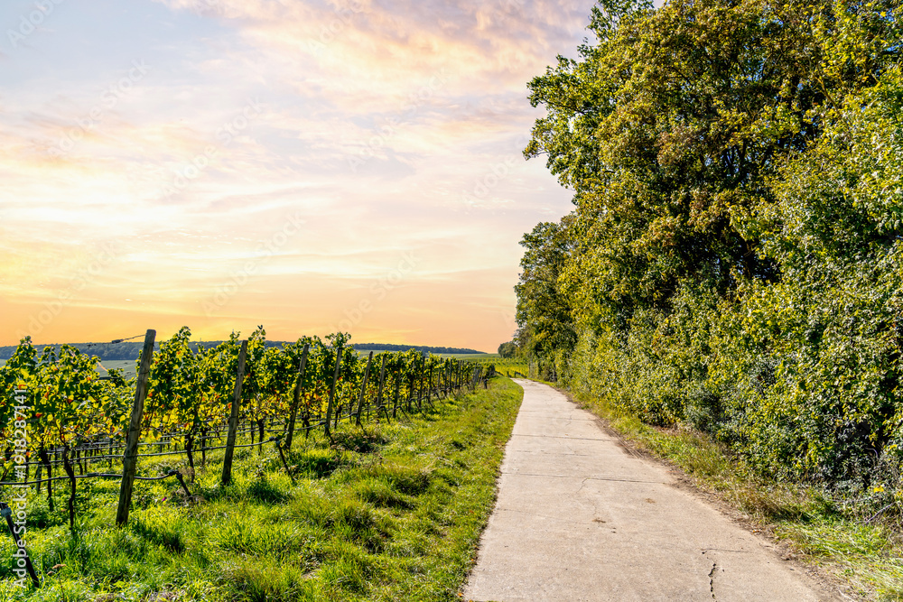 Obraz premium Mainschleife, Weinberge, Volkach, Bayern, Deutschland 